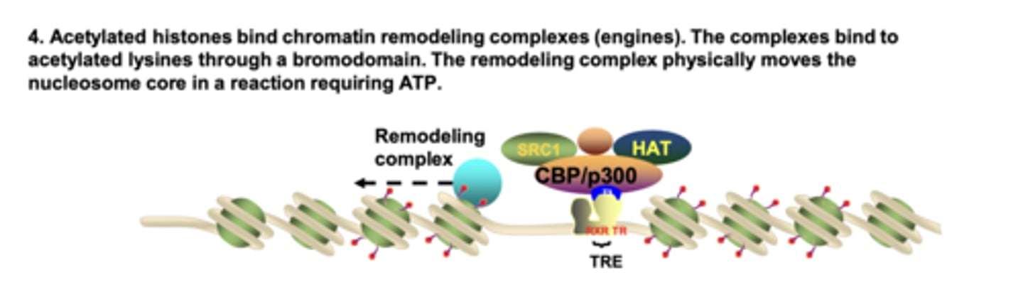 <p>chromatin remodeling complexes bind via bromodomains and use ATP to physically reposition nucleosomes</p>
