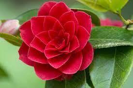 tipo de flores 