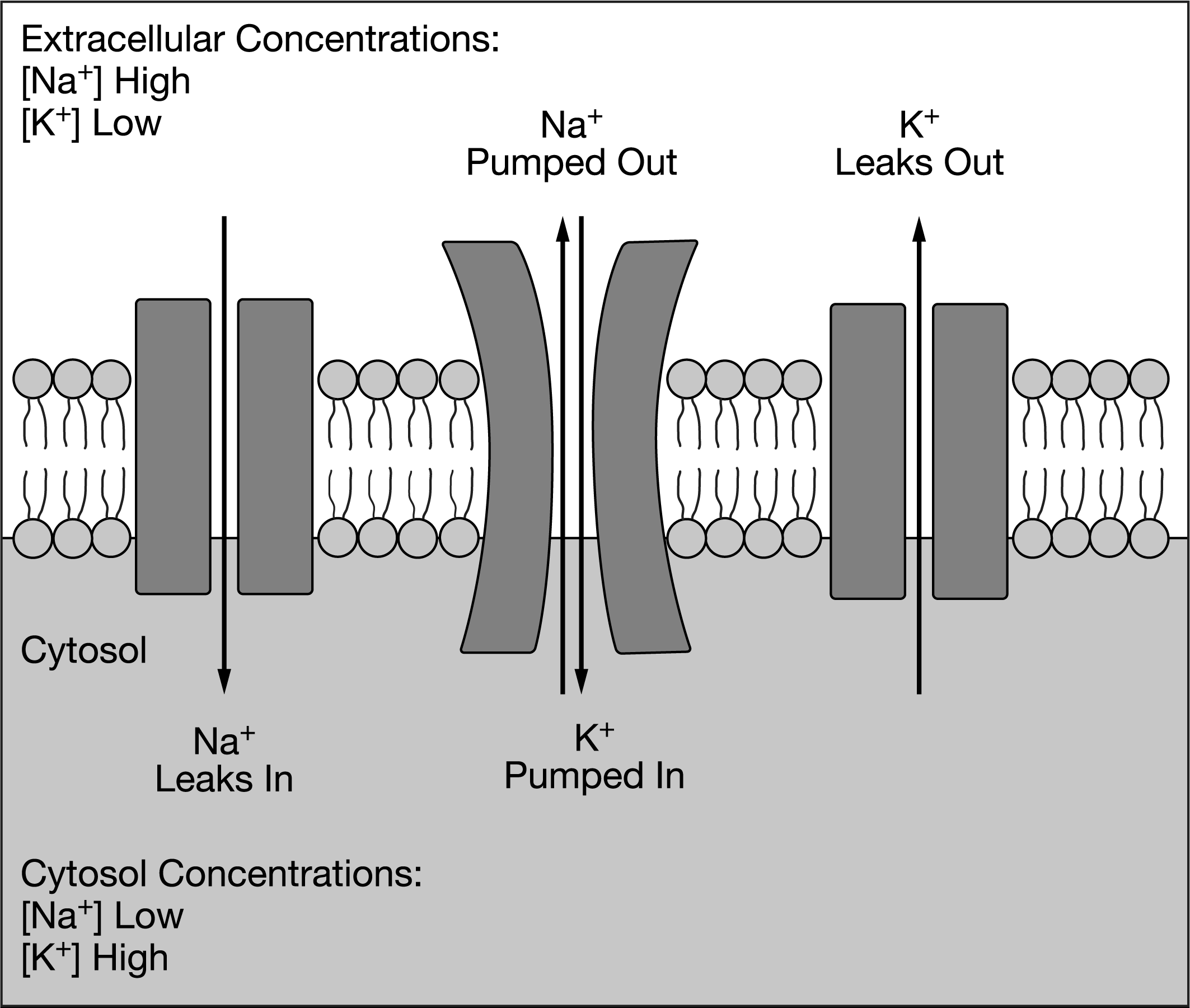 <p>Some membrane proteins help maintain the concentrations of ions inside a cell by transporting the ions across the cell's plasma membrane. Other membrane proteins form pores in the plasma membrane through which the ions can diffuse. A model showing the influence of membrane proteins on the movement of sodium (Na+) and potassium (K+) ions across a plasma membrane is presented in Figure 1.<br><br>Based on the model presented in Figure 1, which of the following changes will most likely result from a depletion of available ATP stores inside the cell?</p>