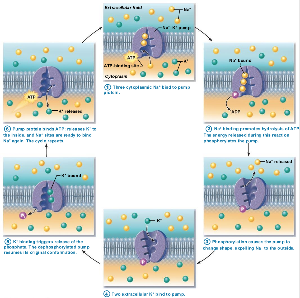 <ul><li><p>Pumps against Na+ and K+ gradients to maintain high intracellular K+ concentration and high extracellular Na+ concentration</p><ul><li><p>Maintains electrochemical gradients essential for functions of muscle and nerve tissues</p></li><li><p>Allows all cells to maintain fluid volume</p><p></p></li></ul></li></ul><p></p>
