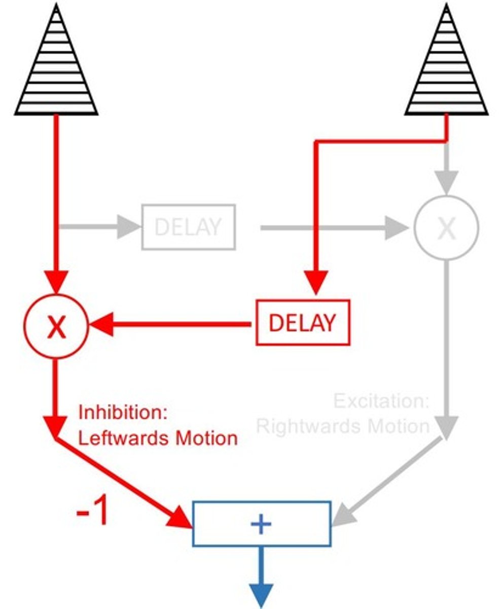 <p>Reichardt detectors are models for motion detection that face challenges in mammals, as V1 direction selective neurons receive center-surround signals from the LGN rather than directly from photoreceptors.</p>