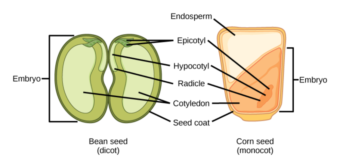 <p>Dicots description</p>