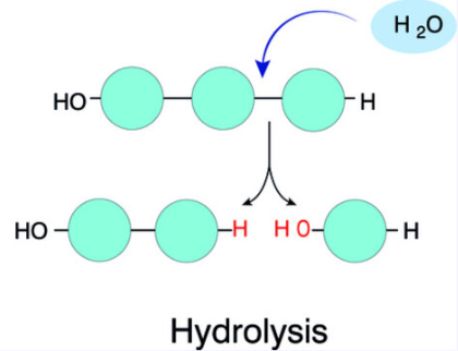 <p>Water is ADDED to break polymers. Hydro = water. Lysis = break. </p>