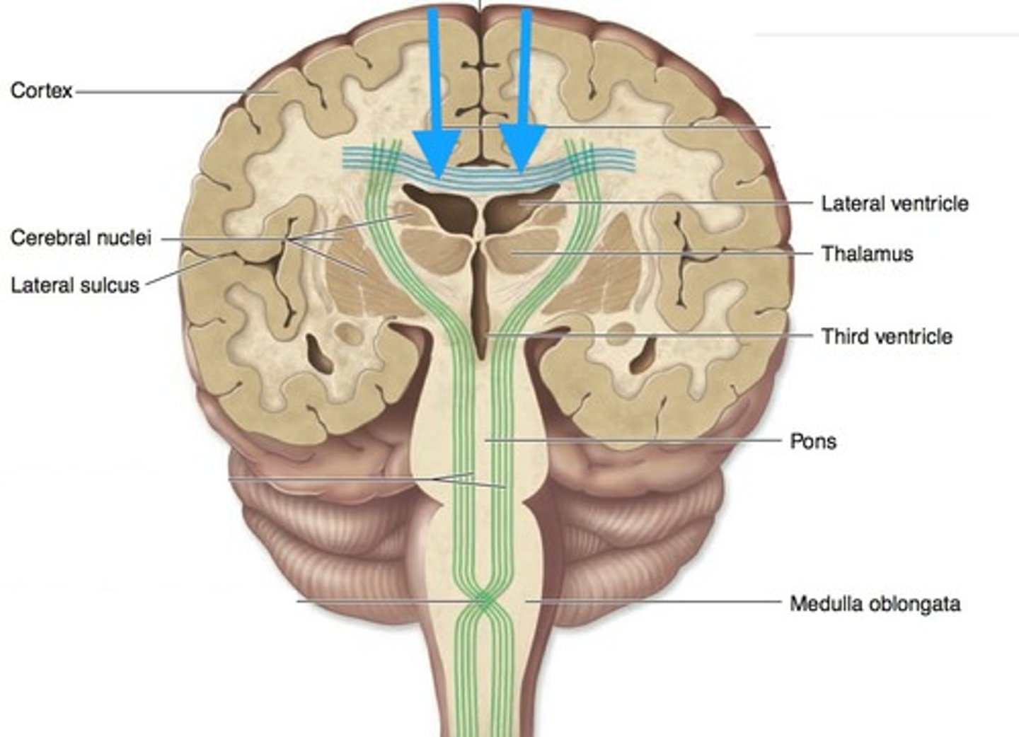 <p>Tracts of white matter that connect areas of gray matter between hemispheres (joins right and left hemispheres)</p><p>E.g. Corpus callosum</p>