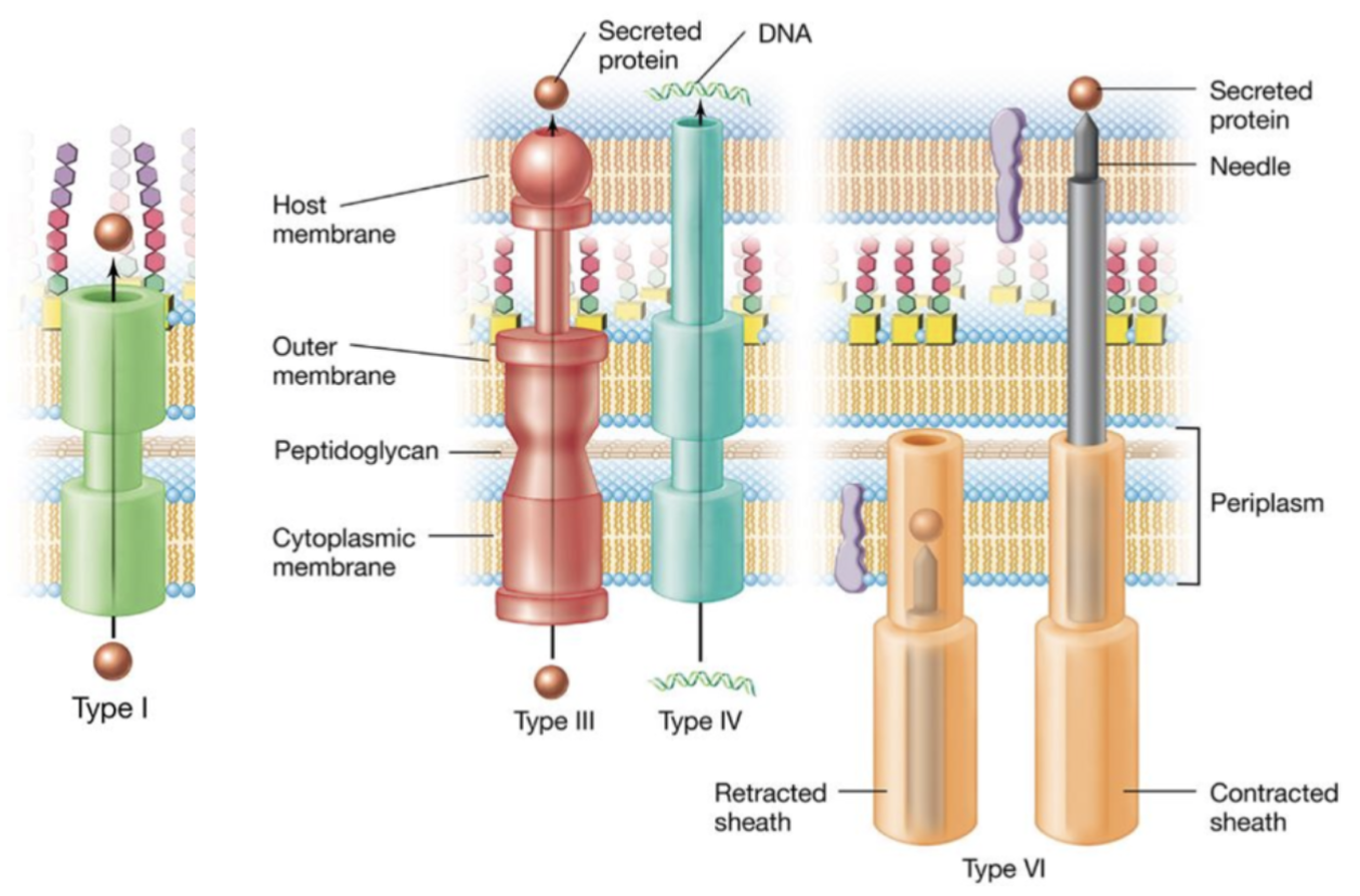 <ul><li><p>Type 1:</p><ul><li><p>Spans both membranes.</p></li><li><p>One-step system.</p></li></ul></li><li><p>Type 3, 4, and 6:</p><ul><li><p>Has needle-like structures.</p></li><li><p>Spans both membranes and host membrane.</p><ul><li><p>Three membranes.</p></li></ul></li><li><p>Type 3 is protein.</p></li><li><p>Type 4 is microbial DNA.</p></li><li><p>Type 6 has two forms:</p><ul><li><p>Retracted vs. contracted.</p><ul><li><p>Shoots the secretion through.</p></li></ul></li></ul></li></ul></li></ul>