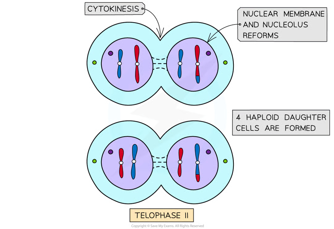 <ul><li><p>nuclear memb form around each grp of chromosomes</p></li></ul><p></p>