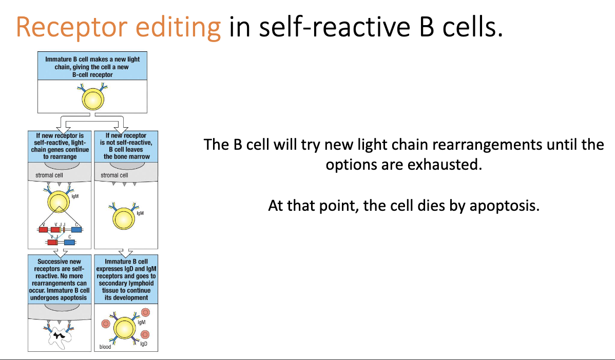 <ul><li><p>B cell keeps trying <strong>new light-chain rearrangements</strong> until no options remain.</p></li><li><p>If still self-reactive → <strong>apoptosis</strong>.</p></li><li><p>Likely means self-reactivity is driven by the <strong>heavy chain</strong>, which can’t be edited at this stage.</p></li></ul><p></p>