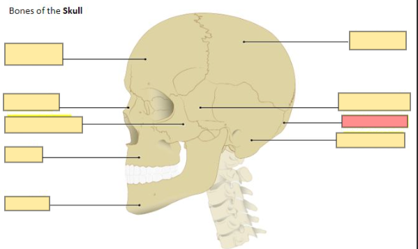 <p>forms the posterior/base of the cranium</p>