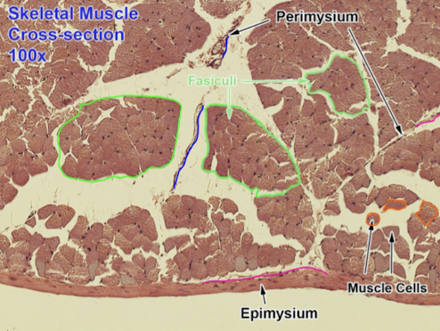 <p>Identify the blue line & what it surrounds?</p>