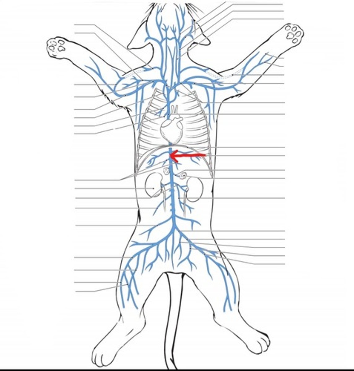 <p>identify the vein</p>
