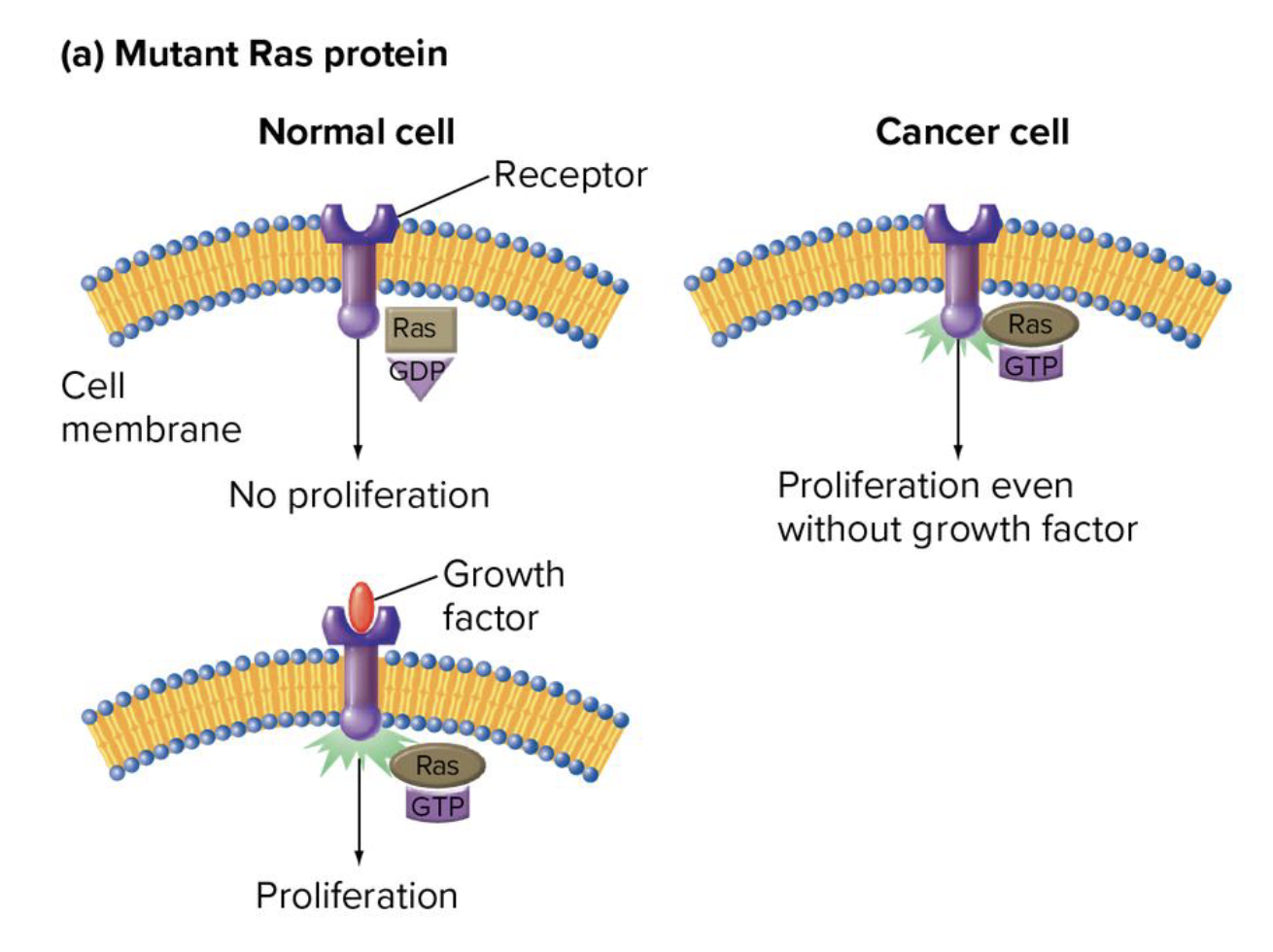 <p>a proto-oncogene</p><ul><li><p>codes for a family of proteins that act as molecular switches in cell growth and differentiation</p></li><li><p>in normal cells, ras is activated by binding of growth factors to the cell</p><ul><li><p><strong>activation of ras leads to cell proliferation</strong></p></li></ul></li><li><p>when ras genes are mutated (eg in cancer cells) ras is active even in absence of growth factors</p></li></ul><p></p>