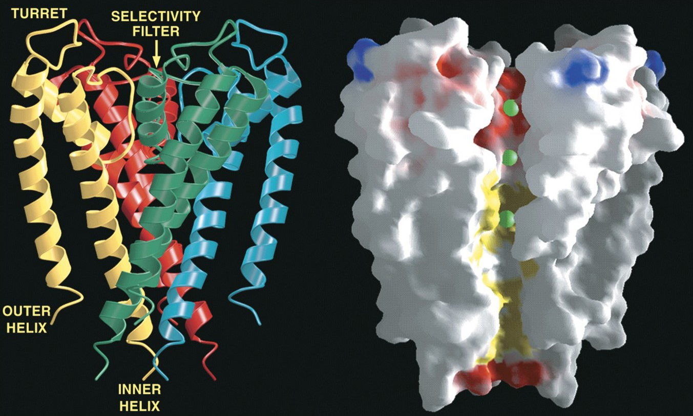 <p>Potassium channels</p><ul><li><p>Passive channel-forming protein transporters that specifically facilitate diffusion of K+ through the membrane</p></li><li><p>Homotetramer → each subunit is composed of two α-helices connected via a short loop</p></li><li><p>Inner helices of the four subunits form a channel that tapers in width from the intracellular side (~0.6 nm) to the extracellular side (~0.3 nm)</p></li><li><p>The middle contains a 1-nm wide cavity that is lined with hydrophobic amino acid residues </p></li></ul>