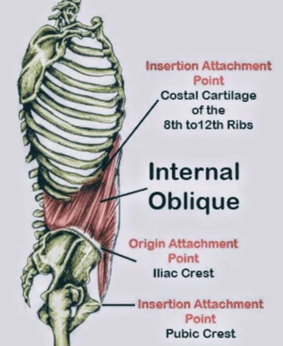 <p>thoracolumbar fascia, anterior 2/3 of iliac crest, connective tissue lateral 2/3 of inguinal ligament</p>
