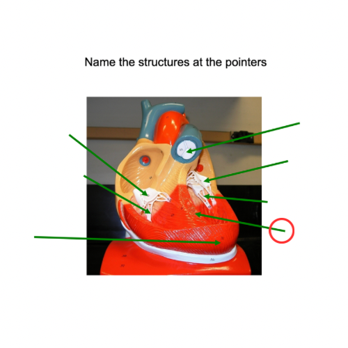 term image