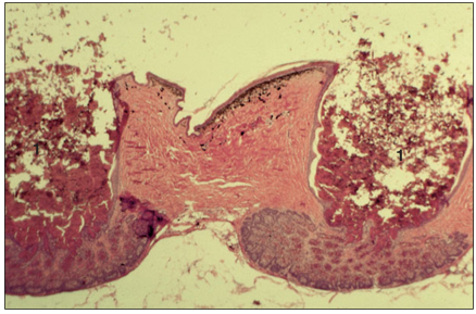 <p>name of histologic slide:</p><p>Specie:</p><p>Stain used:</p>