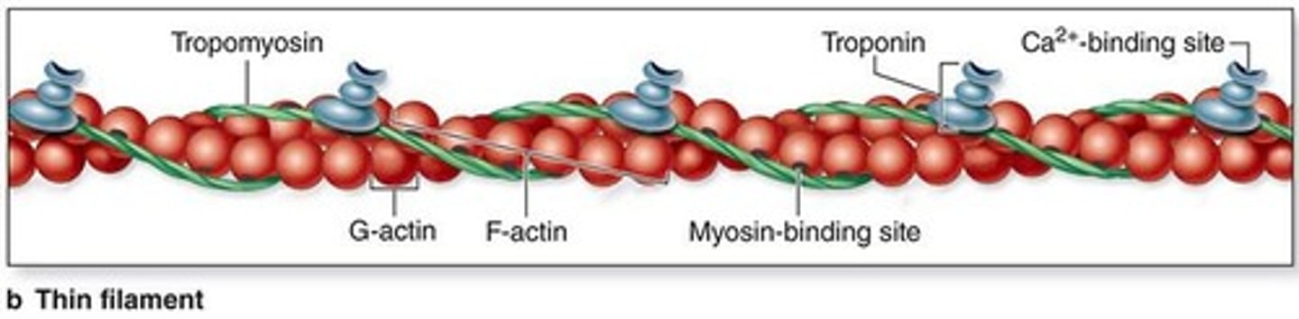 <p>This type of filament is composed of monomers of G-actin and are located between thick filaments</p>