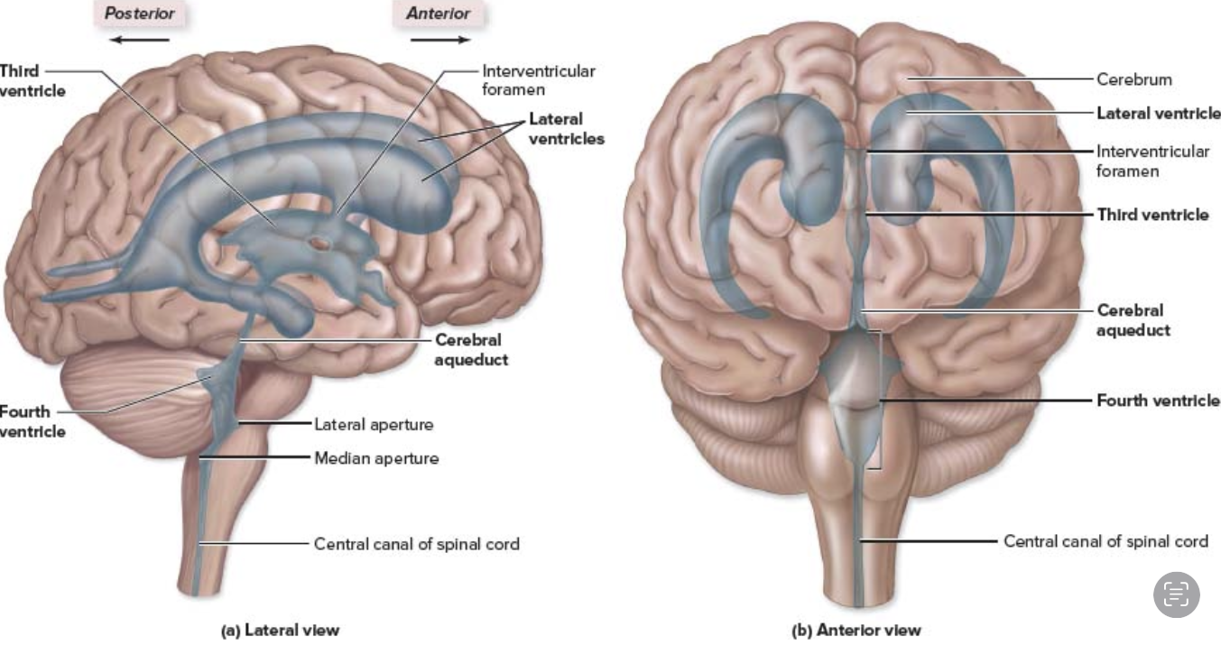 <p> In the <strong>cerebrum</strong>, one in each hemisphere</p>