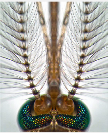 <p>Name this Fly</p>
