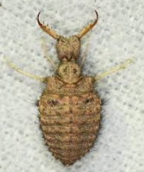 <p>what bugs family is this</p>