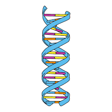 <p>Double helix (two strands twisted together in a spiral)</p>