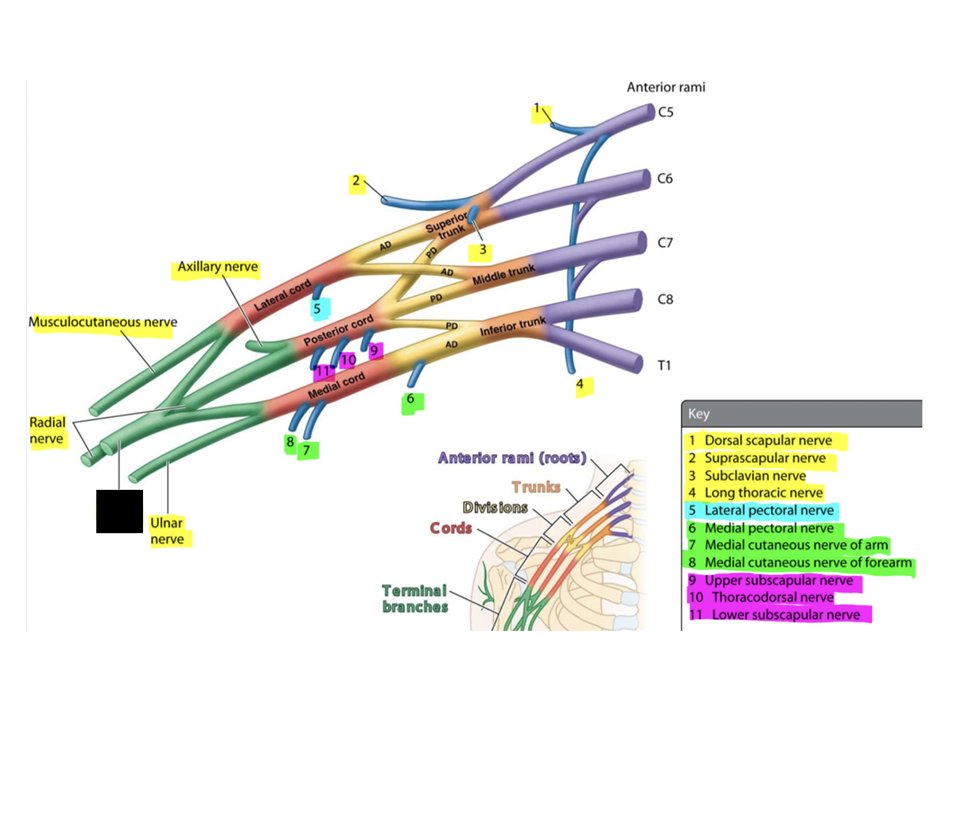 knowt flashcard image