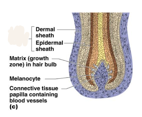 <p>sac within which each hair grows</p>