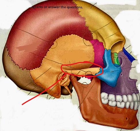 <p>What part of the skull is this?</p>