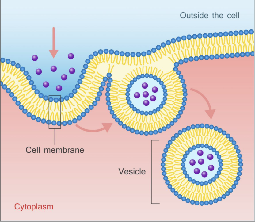 <ul><li><p>moving molecules from outside to inside cell membrane</p></li><li><p>New vesicle formed of cell membrane containing molecules to be moved inside</p></li><li><p>energy required (ATP)</p><p></p></li></ul><p></p>