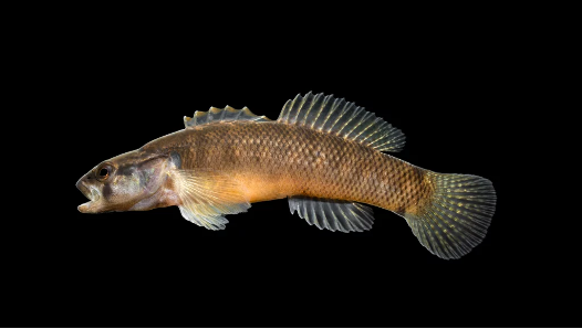 <ul><li><p><em><u>Order</u></em>: Perciformes</p></li><li><p><em><u>Family</u></em>: Percidae</p></li><li><p><strong>body form “perch-like”</strong></p></li><li><p><strong>two dorsal fins</strong></p></li></ul><p></p>