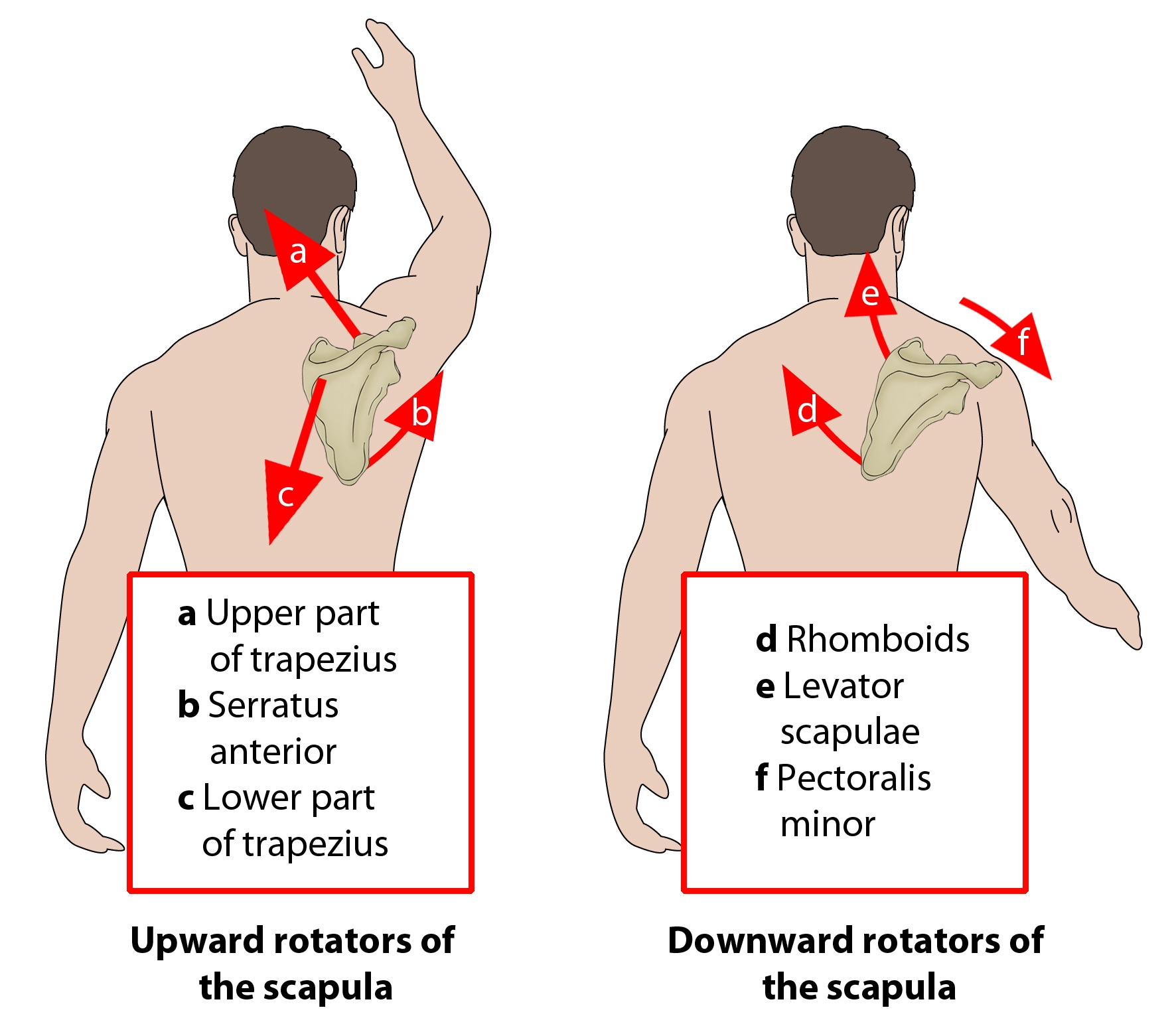 <ul><li><p><strong>levator scapulae</strong></p><ul><li><p>C3-C4</p></li></ul></li><li><p><strong>rhomboids </strong>(both)</p><ul><li><p>dorsal scapular n</p></li></ul></li><li><p><strong>serratus anterior</strong></p><ul><li><p>long thoracic n</p></li></ul></li><li><p><strong>latissimus dorsi</strong></p><ul><li><p>thoracodorsal n</p></li></ul></li></ul><p></p>