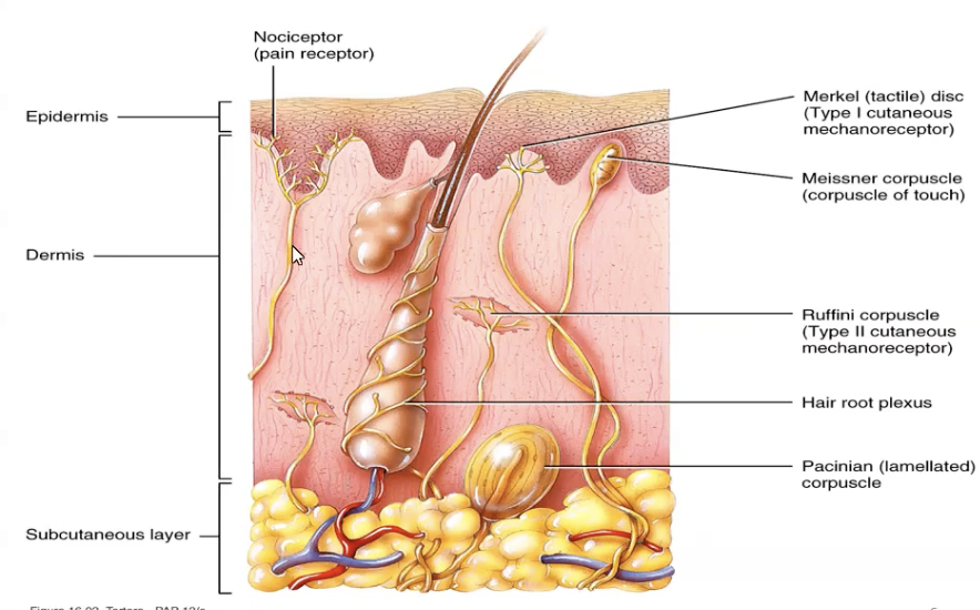 <ul><li><p>Nocicereceptors are free nerve endings</p></li><li><p>Merkel disks are at the base of the epidermis.</p><ul><li><p>They are made of merkel cells</p></li><li><p>Light found in skin and mucosa</p></li></ul></li><li><p>Meissner, ruffini, and pacinian corpuscles (Aβ) are encapsulated by cells or connective tissue to detect light pressure or vibration.</p></li></ul><p></p>