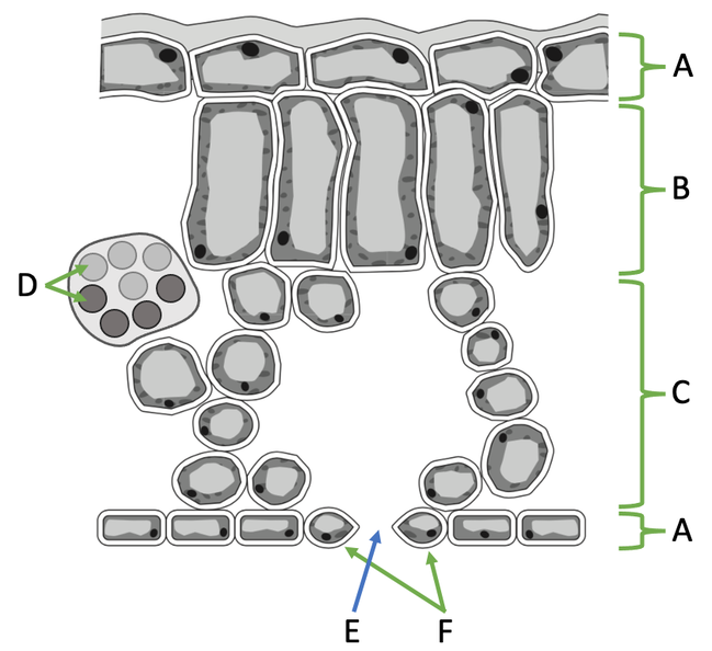<p>Label these parts of the leaf</p>