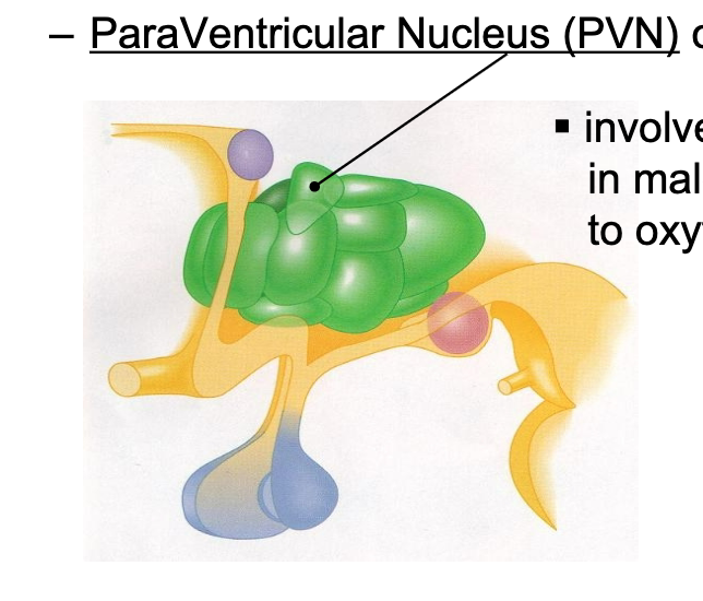 <p>PVN</p><p>involved in sexual performance in males</p>