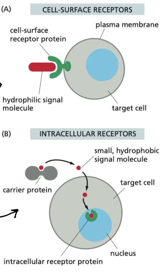 <ol><li><p>Cell-surface receptors</p><ol><li><p>Binds to external signal molecule, propagates signal inside of cell</p></li></ol></li><li><p>Intracellular receptors</p><ol><li><p>carrier protein carries signal molecules to membrane, where they diffuse and bind to receptor</p></li></ol></li></ol>