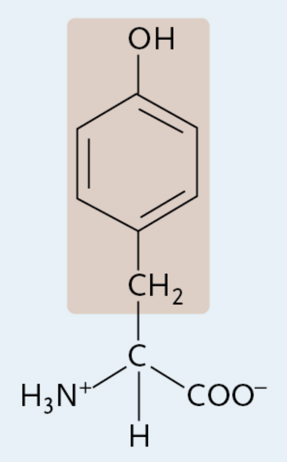 <p>A charged polar amino acid</p>