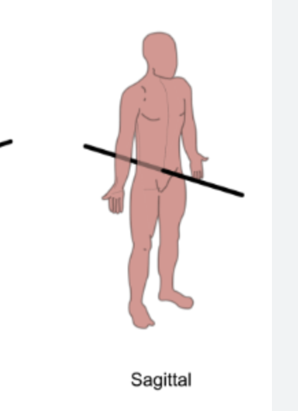 <p>runs horizontally from the back (posterior) to the front (anterior). It is formed by the intersection of the sagittal and transverse planes.</p>