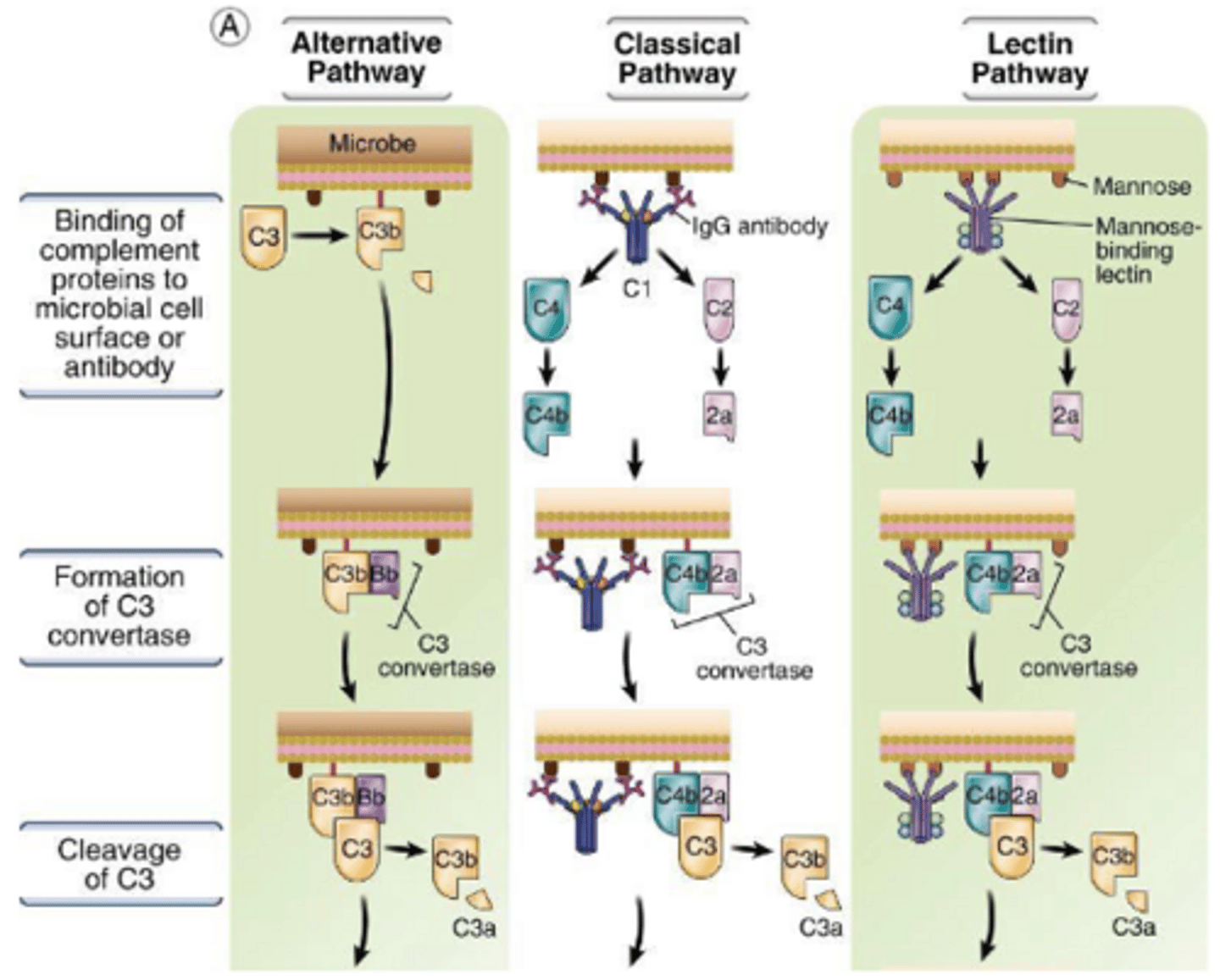 <p>Uses antibody (IgM/IgG) to identify the pathogen.</p><p>The Ab has very high affinity for its Ag, increasing the specificity and efficacy of complement activation.</p>
