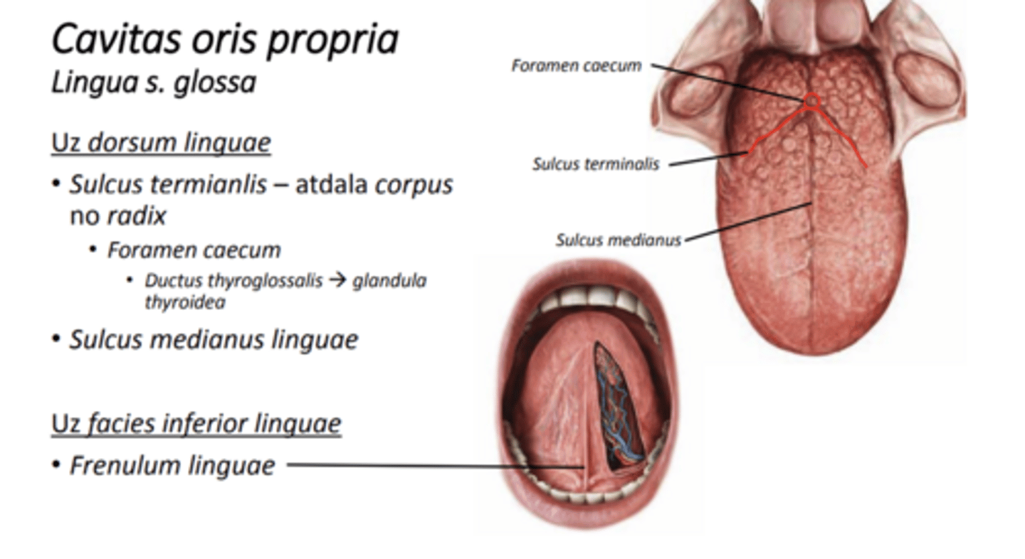 <p>sulcus terminalis--> foramen caecum--> embrionāli ir ductus thyroglossus</p><p>sulcus medianus linguae</p><p>uz apex un corpus gļotādā veidojas pappillae linguales</p>