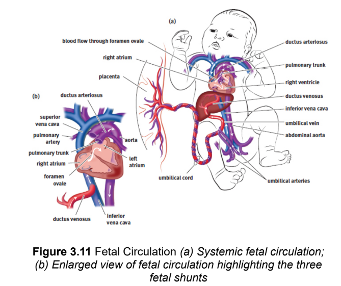 <p><span>pattern of blood flow in the heart that deviates from the normal circuit of the circulatory system to actively directblood away from sensitive organs while they develop</span></p>