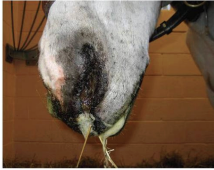 <p>Cranial Nerve - <strong>Glossopharyngeal</strong></p><ul><li><p>Related to difficulty swallowing, saliva/mucous coming out</p></li><li><p>Function: Sensory and motor to pharynx</p></li><li><p>Assessment: Ability to swallow, lesions cause dysphagia and displaced soft palate</p></li></ul><p></p>