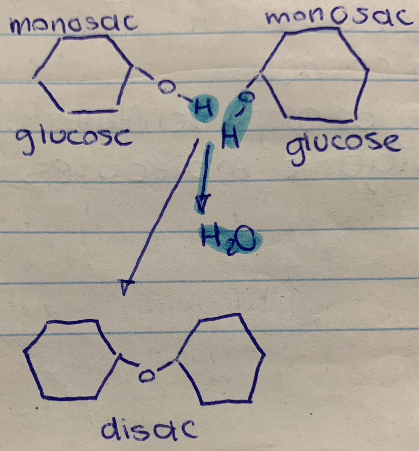 the process by which 2 molecules are joined to one another involving the removal of a water molecule