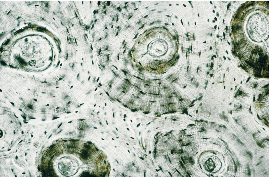 <p>what tissue is this </p>