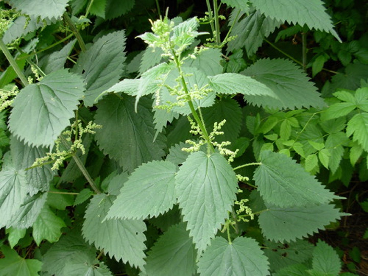 <p>pokrzywa</p>