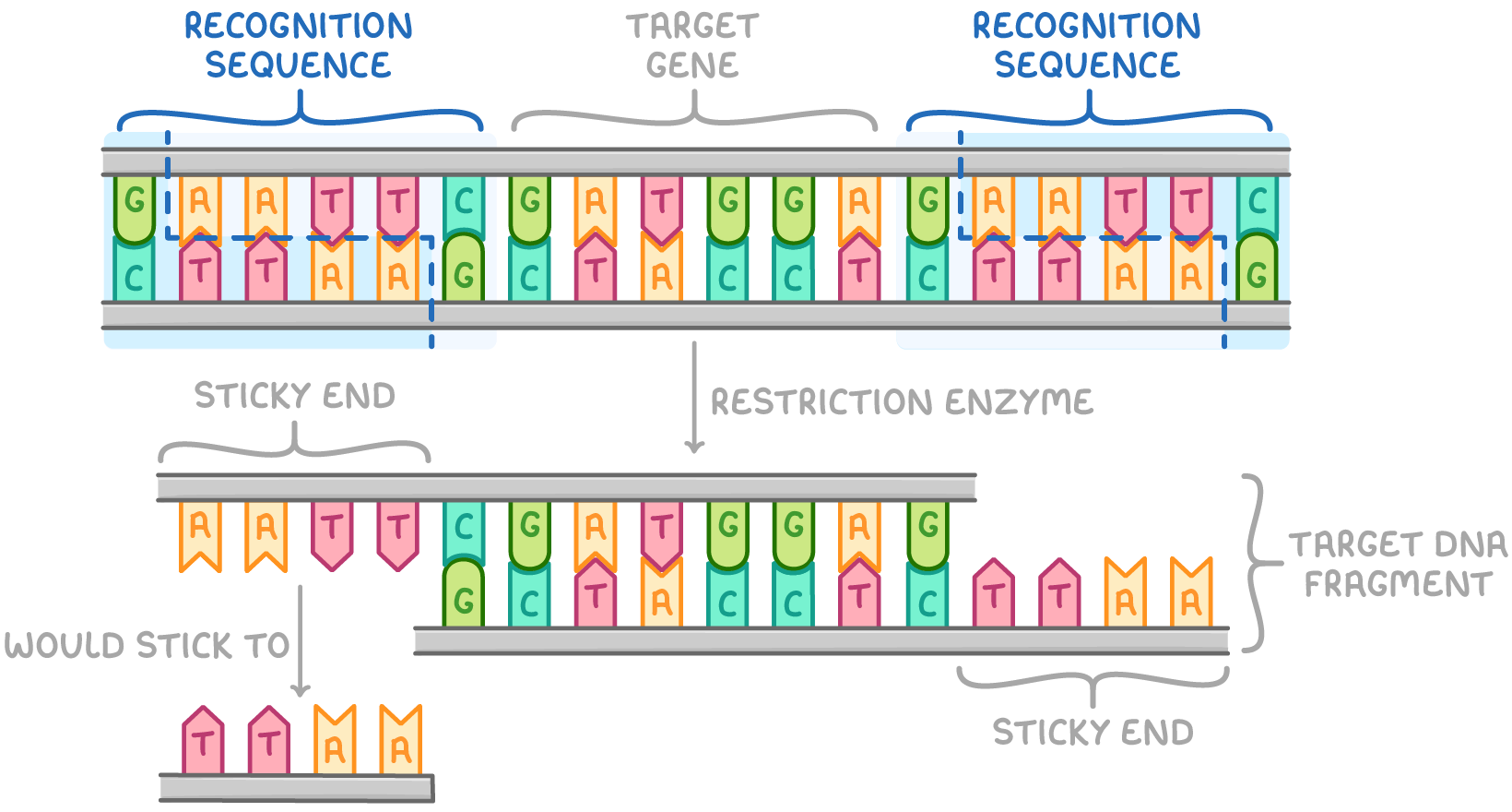 <ol><li><p>DNA incubated with chosen restriction enzyme</p></li><li><p>restriction enzyme identify palindromic sequences in DNA double helix and cut double stranded DNA if their recognition sequence is present- allow enzyme to separate fragment from rest of the strand.</p></li><li><p>Enzymes cut target gene fragment via hydrolysis</p></li><li><p>different restriction enzymes cut at different sequences based on their active site shape</p></li></ol><p></p>
