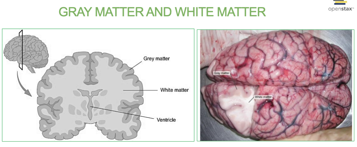 <p>Area with NO myelin.</p><p>→ filled with <strong>neuron cell bodies, dendrites, </strong>and<strong> neuroglia</strong></p><p>Forms the outer surface layer (cortex)</p>
