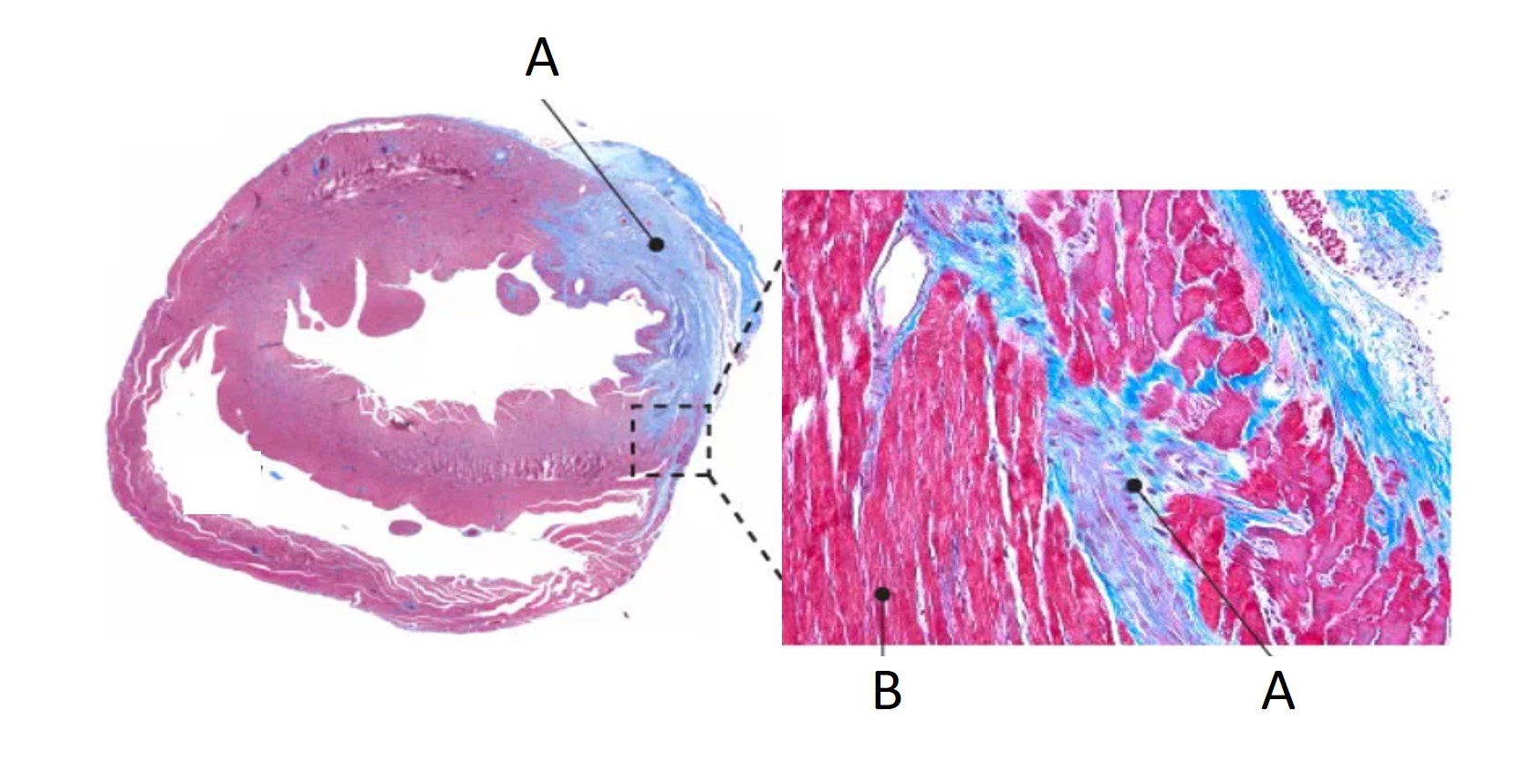 <p>What is the organ/tissue shown in this picture? </p>