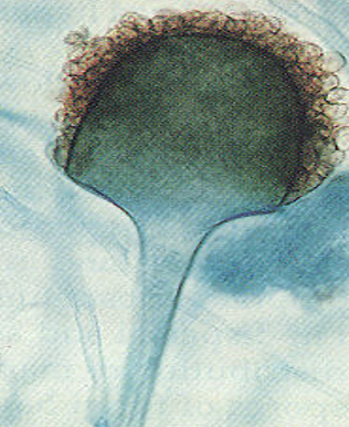 <p>is this used for sexual or asexual reproduction</p>
