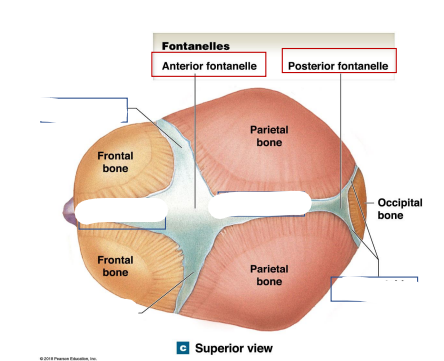 <p>Where are the Coronal, frontal, sagittal, lambdoid sutures of the skull of infants?</p>