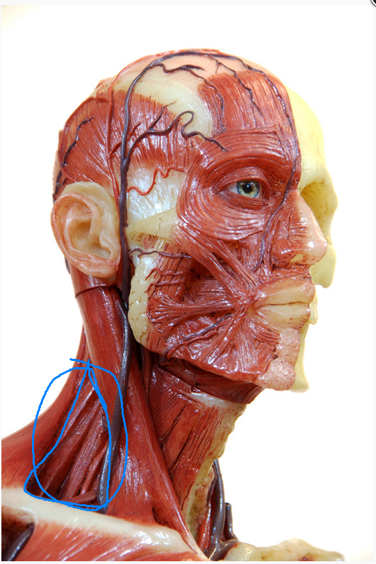 <p>What is the Action of the Muscle Highlighted?</p>