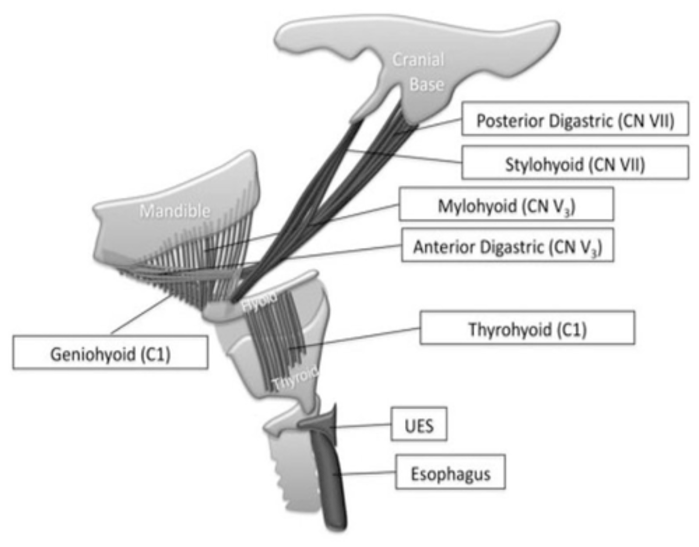 <p>Trigeminal nerve (mandibular division) - CN V3</p>